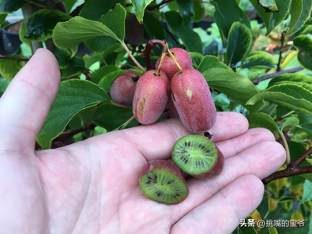 瑞士出产哪些水果,瑞士盛产啥水果