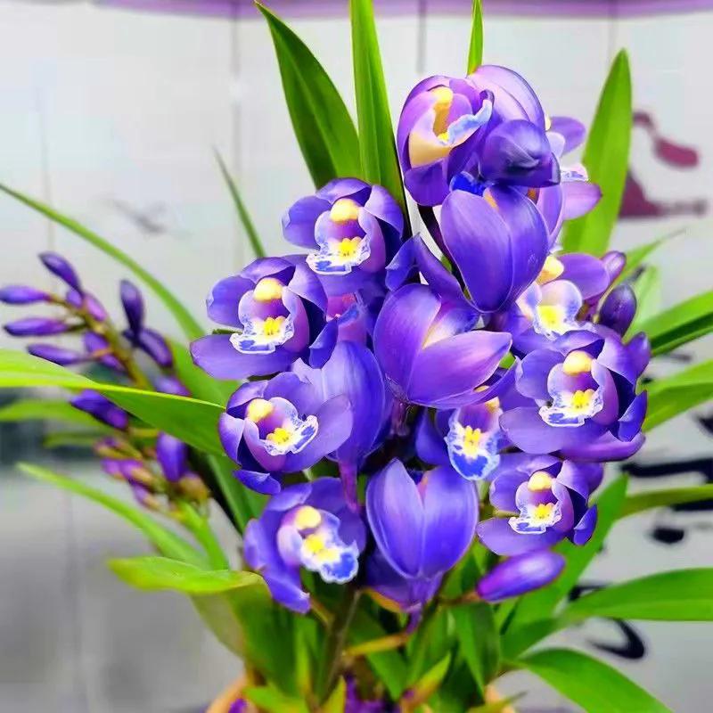 网购兰花如何防骗,如何在网上买兰花不上当