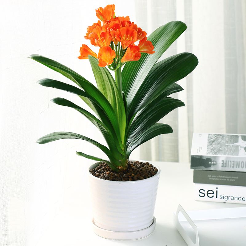 适合在家里养的净化空气的花,家里养什么花能净化空气