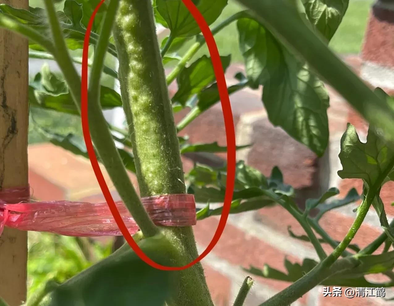 番茄晚疫病物理最佳治疗方法,番茄病虫草害防治