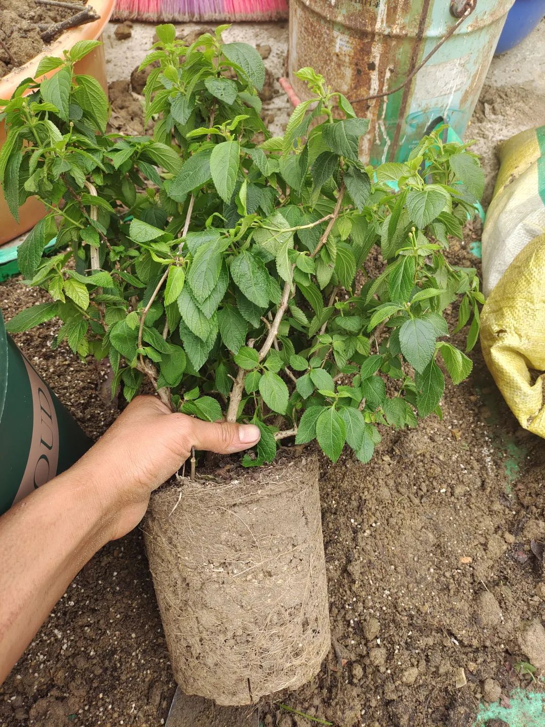 刚买回来的盆栽掉叶子怎么回事,盆栽蔫了怎么补救