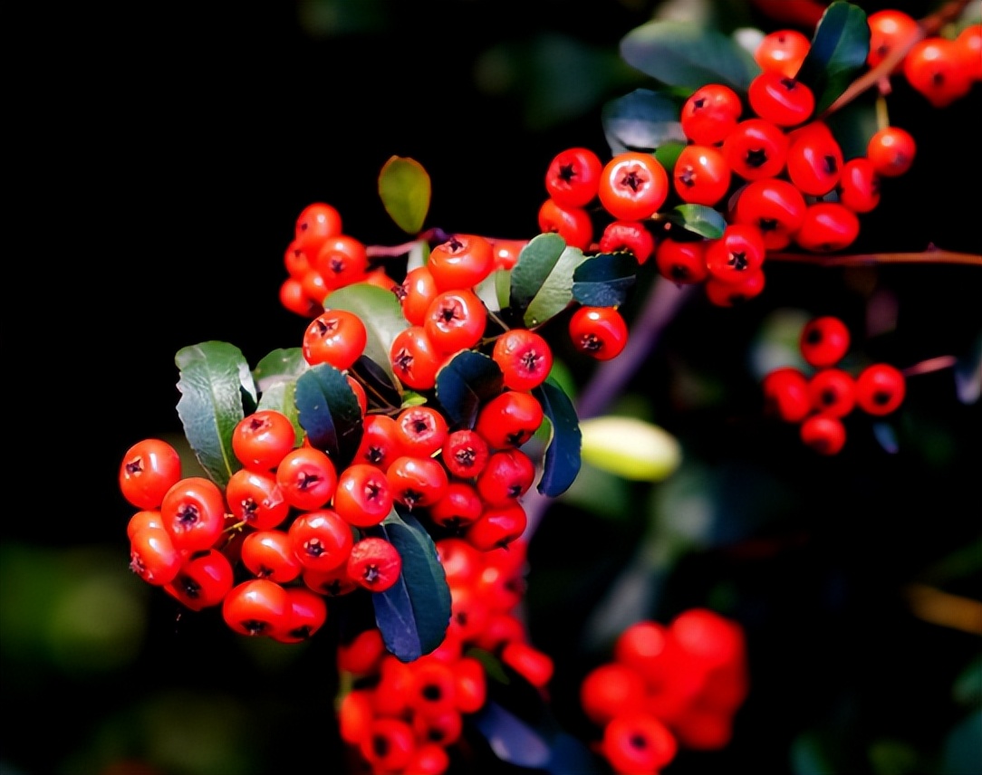 火棘果子是谁发明的,火棘果为什么叫军粮