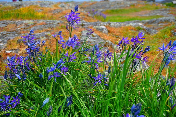 加拿大温哥华岛游记,温哥华维多利亚岛攻略