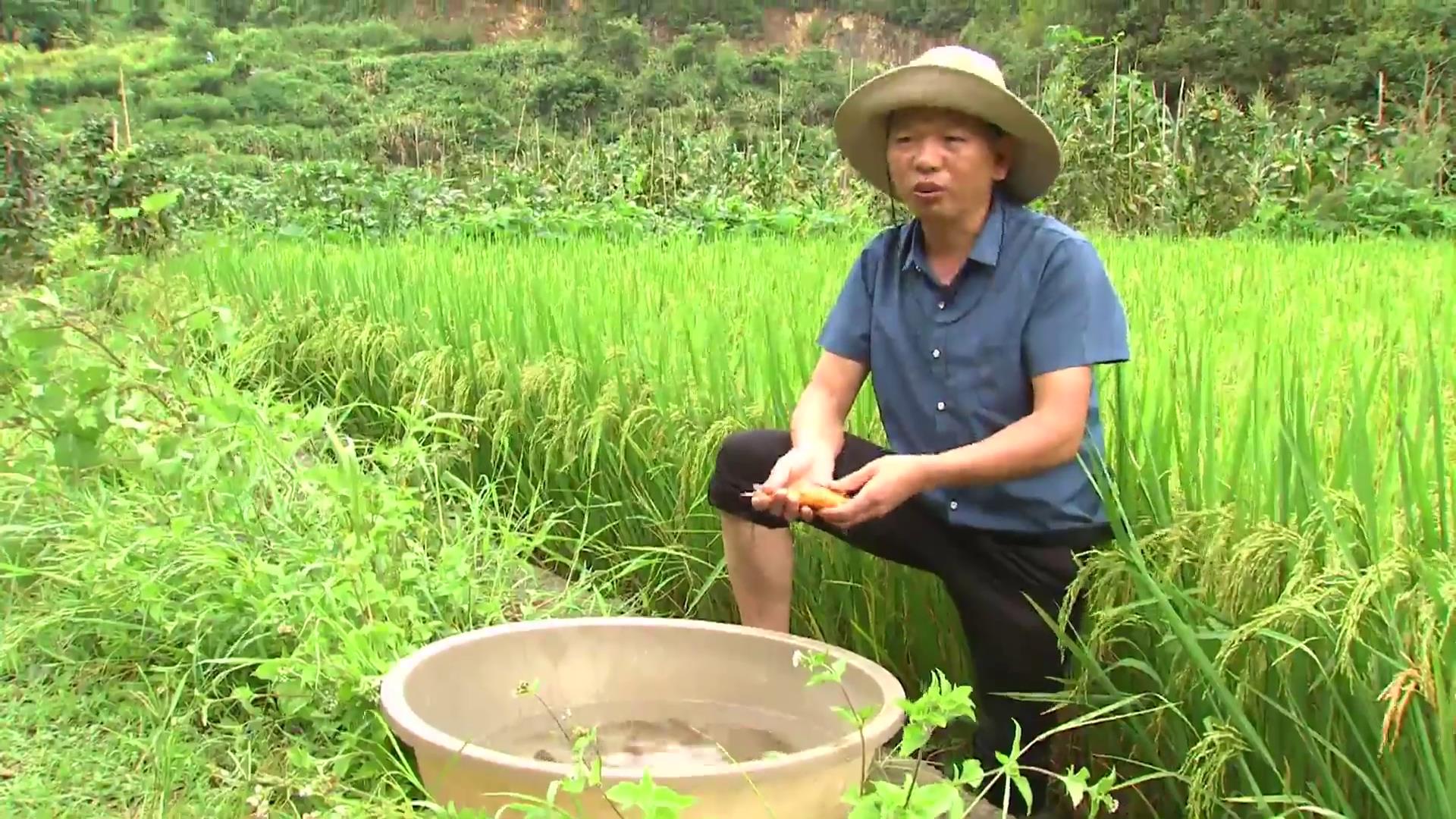 黄土种植的七彩辣椒好不好,种七彩辣椒利润