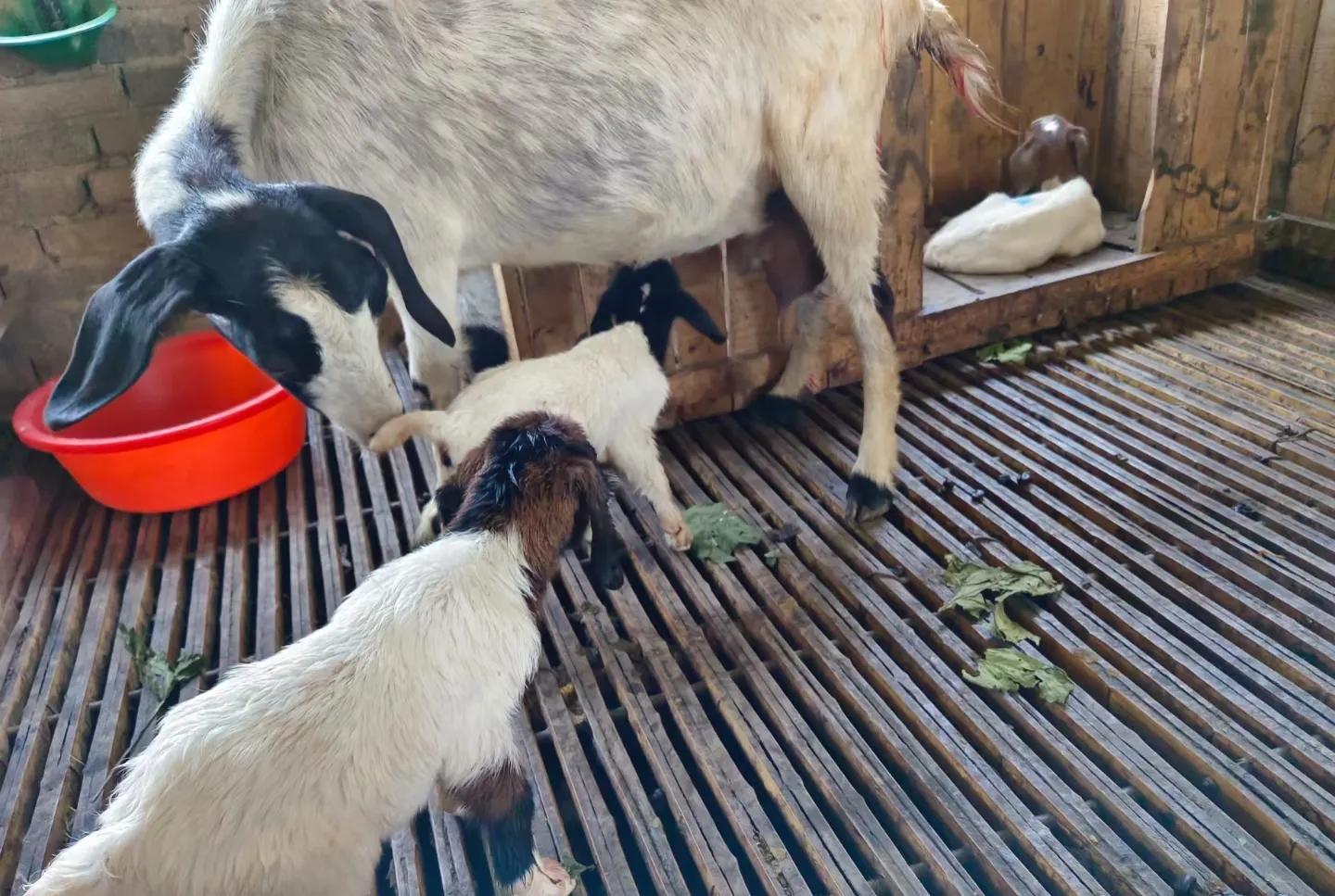 养羊母羊产后管理,养羊新生羔羊的护理视频