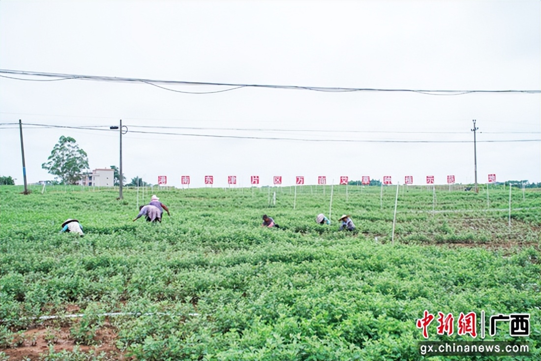 贵港港南区：推广种植“致富草”助力乡村振兴