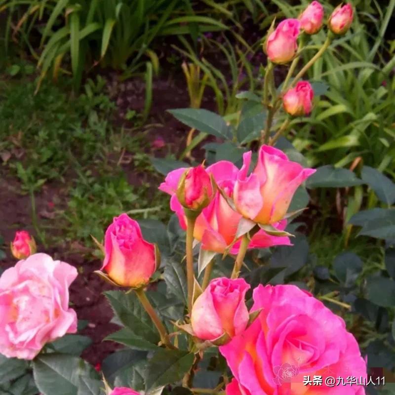 通过adr认证的月季品种,奥古斯塔路易斯月季是adr认证吗