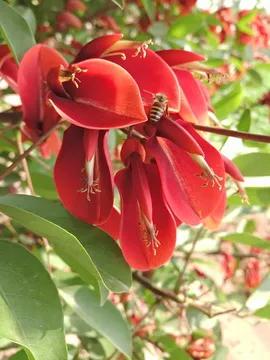 世界各国国花一览表,南美洲各国国花