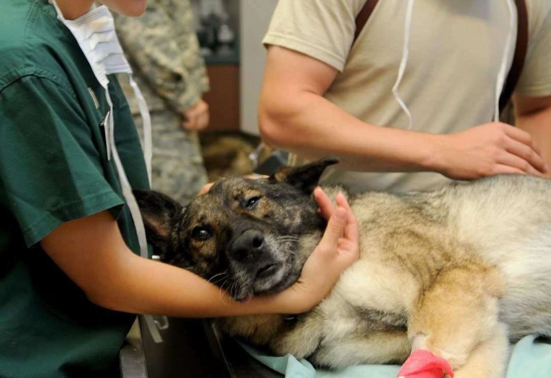 狗狗身体发抖不让碰是怎么了,狗子浑身都在颤抖是不是生病了