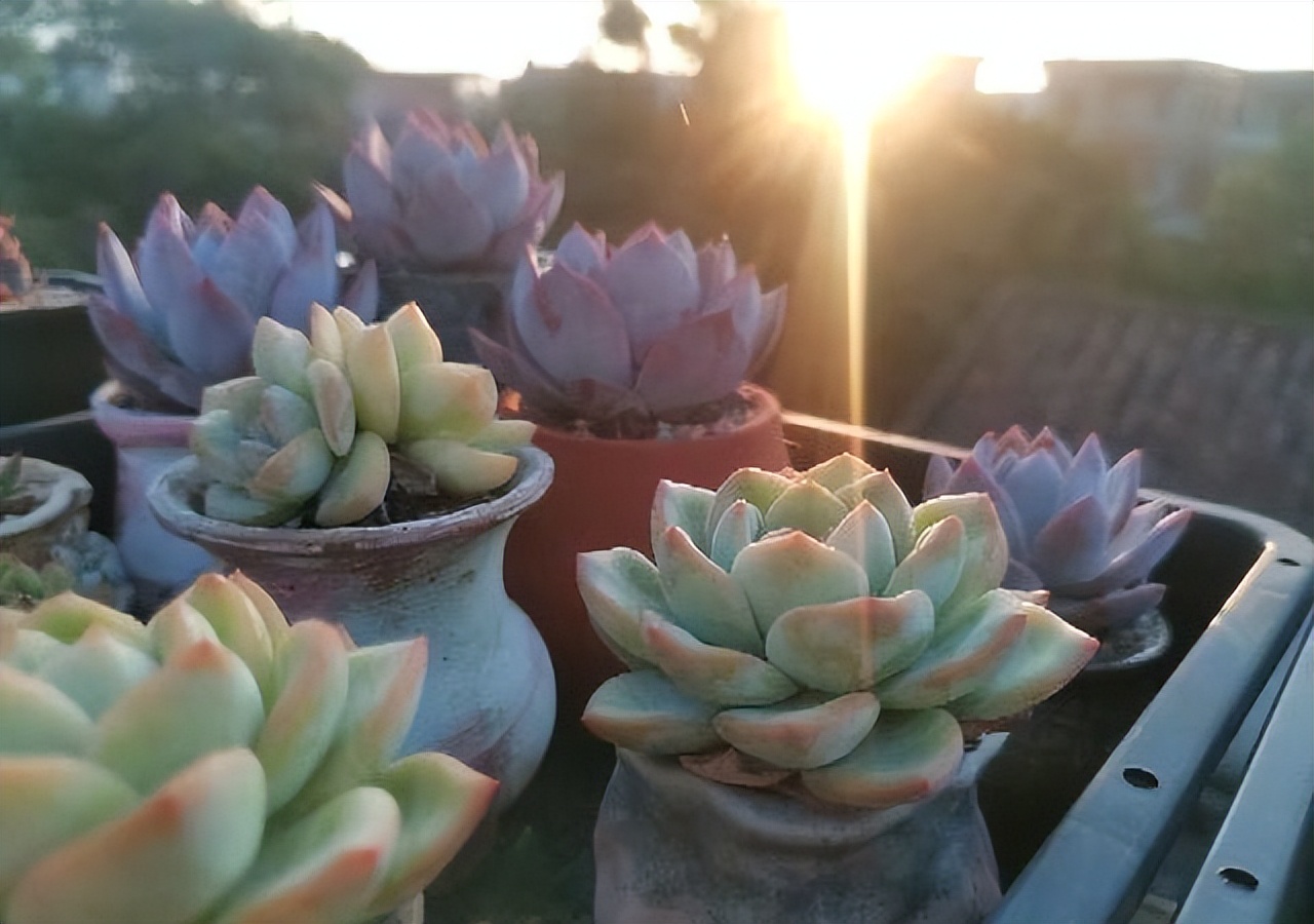 网购多肉如何快速种植成活,网购多肉植物如何入门养护