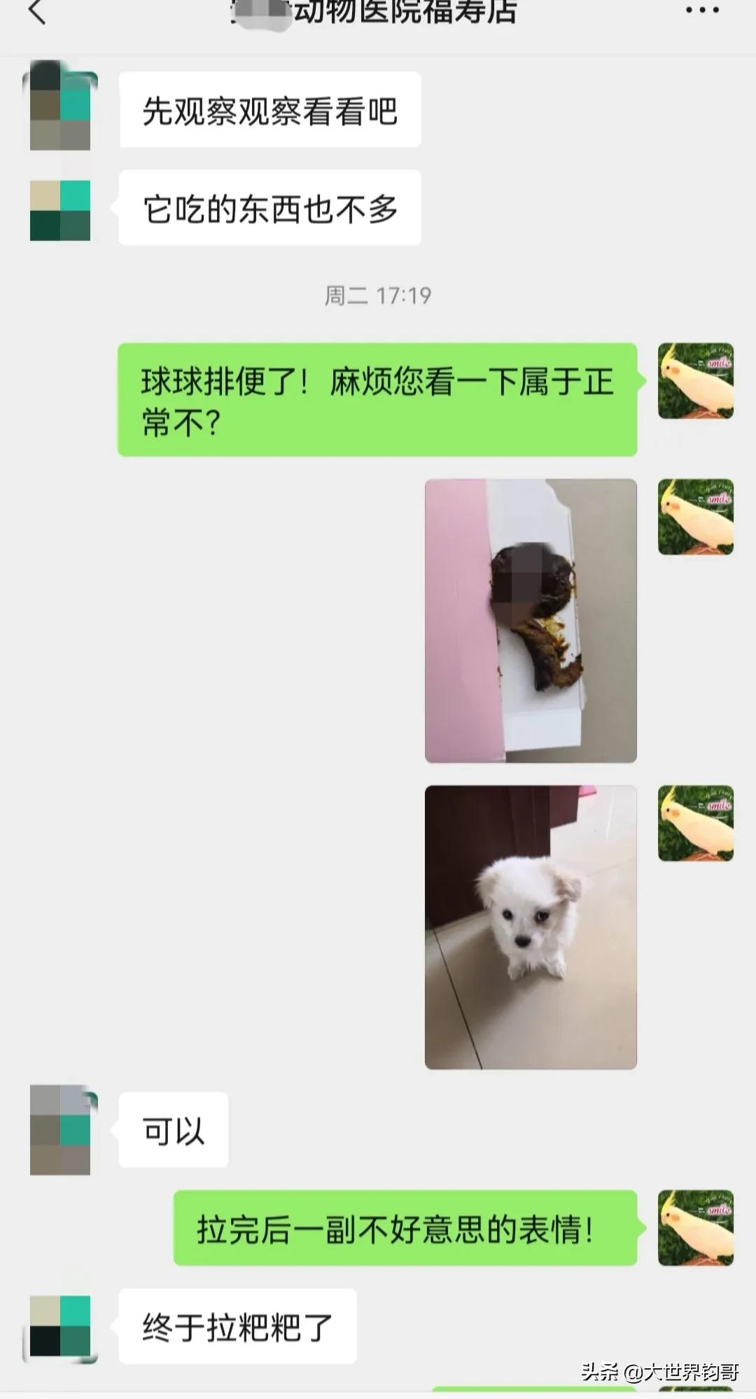 法斗幼犬得了细小治疗成功率多少,我家狗狗得了细小突然咬我一下