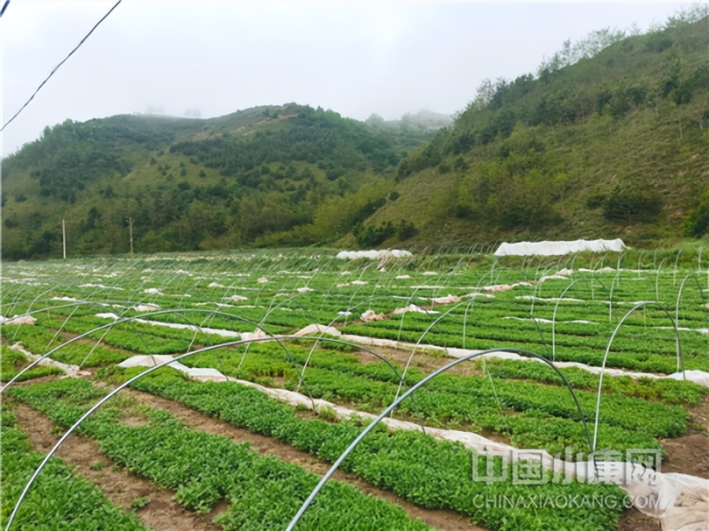 小村大事真实故事,小村大事免费阅读