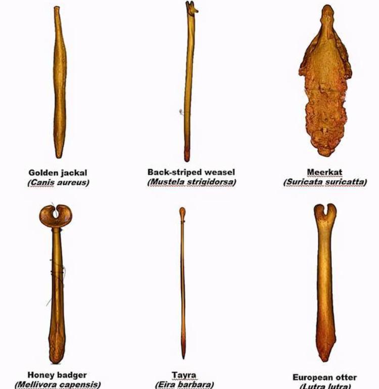 人类的生殖骨为什么退化了,人类没有尾椎骨会怎样