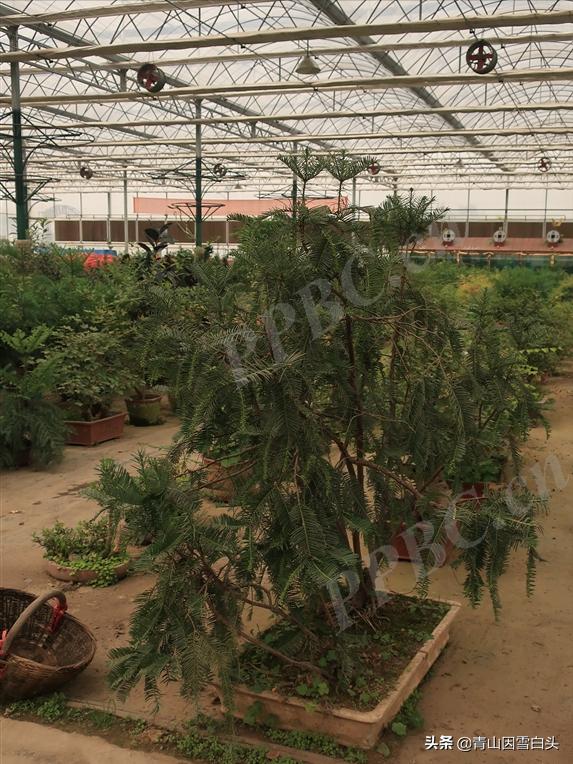 南方白豆杉的形态,白豆杉和红豆杉哪个更珍贵