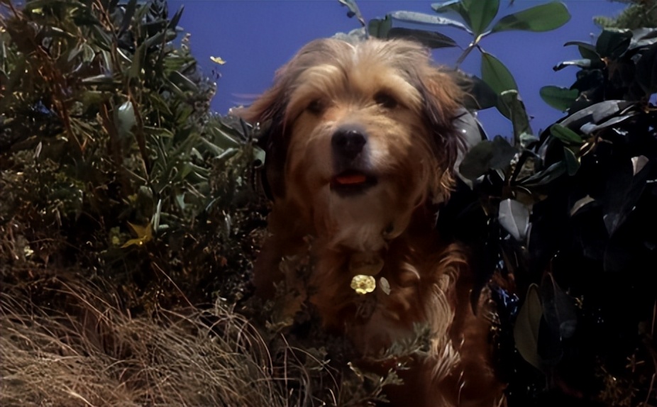 电影丛林赤子心影评,电影中的丛林赤子心