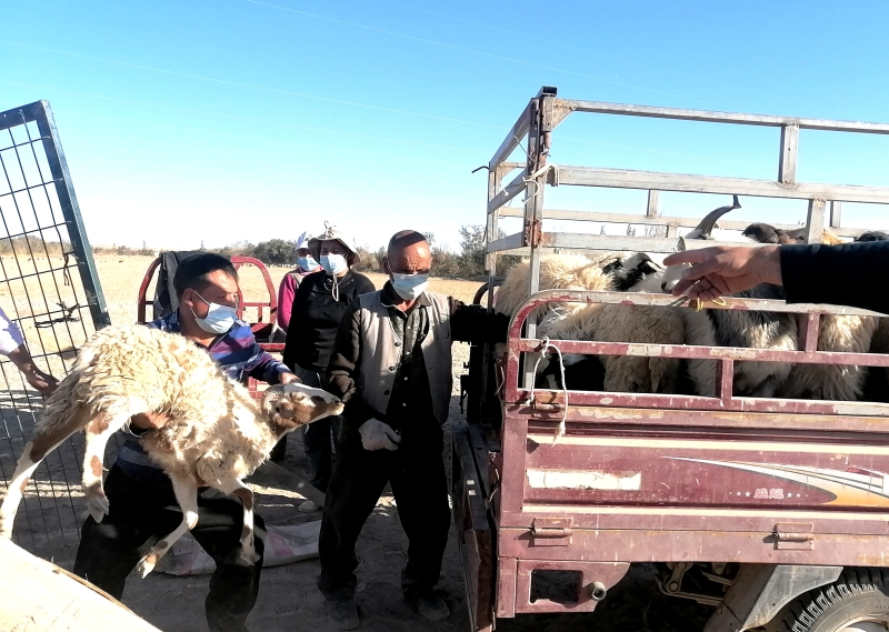 致富路上喜洋洋,养殖致富路