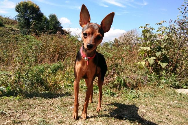 小鹿犬哺乳期上吐下泻是怎么回事,小鹿犬上吐下泻尿血