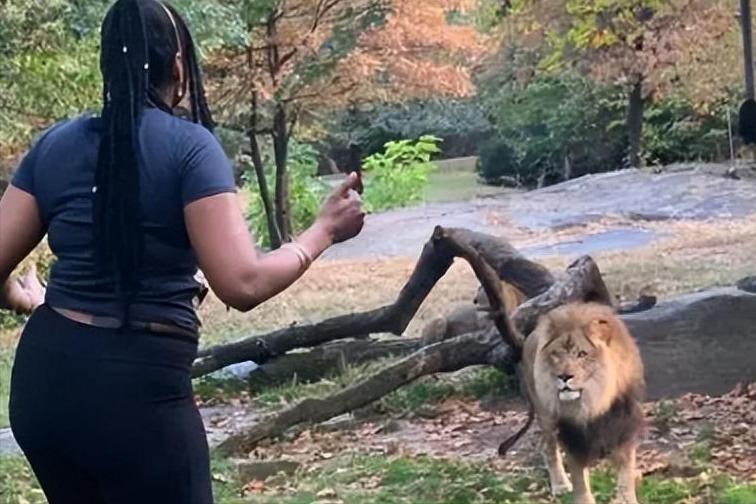 67岁老人闯入狮子园被狮子拖,男子误入狮子园狮口脱险