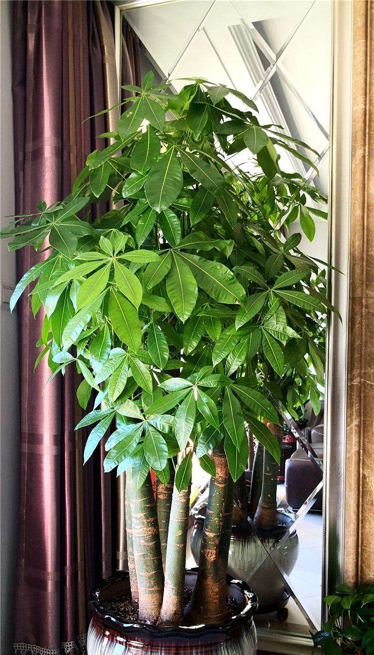 喜阴最好养的10种花,杜鹃花喜阴还是喜散光