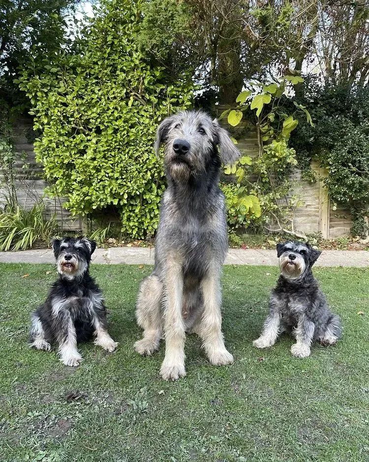 救助了小狗发现长大不简单,收养了一只小狗成长历程