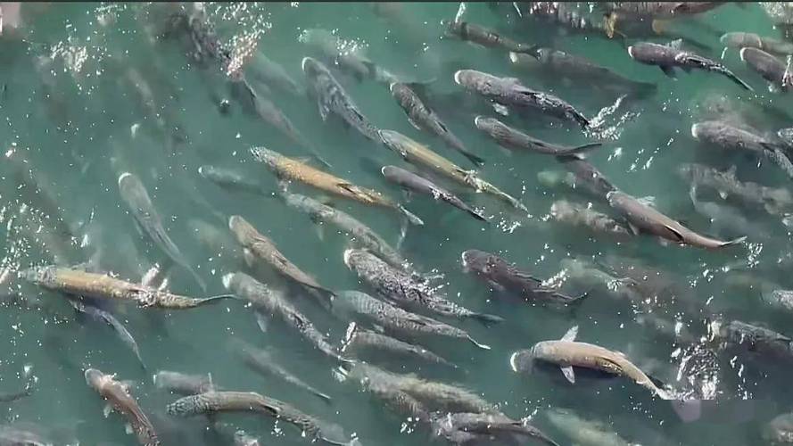 三峡水坝大鱼横行,三峡区出现大量水老虎