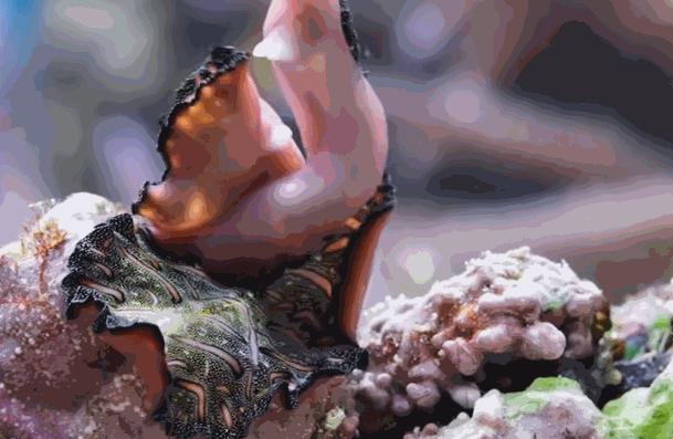 情人节攻略：大自然中的求偶杀手锏