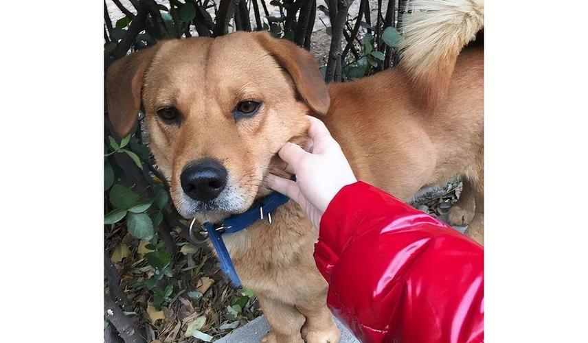 狗狗挨揍了出现应激反应,狗狗挨熊不服气