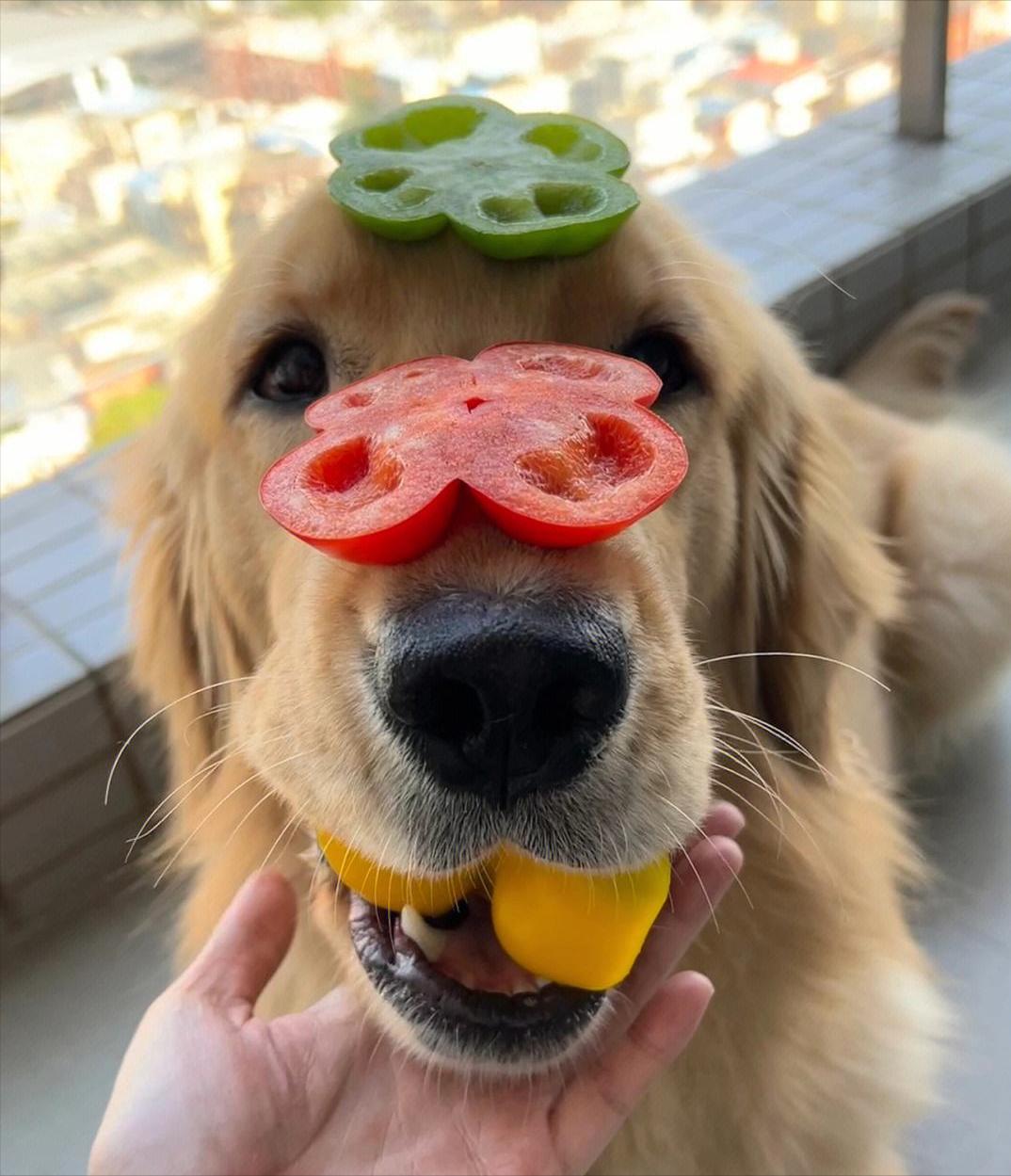 狗最有灵性的三个表现,狗一旦出现5个表现离死就不远了