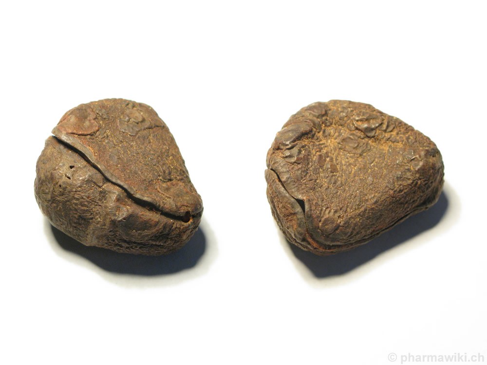 藤黄水果,藤黄科的水果有哪些