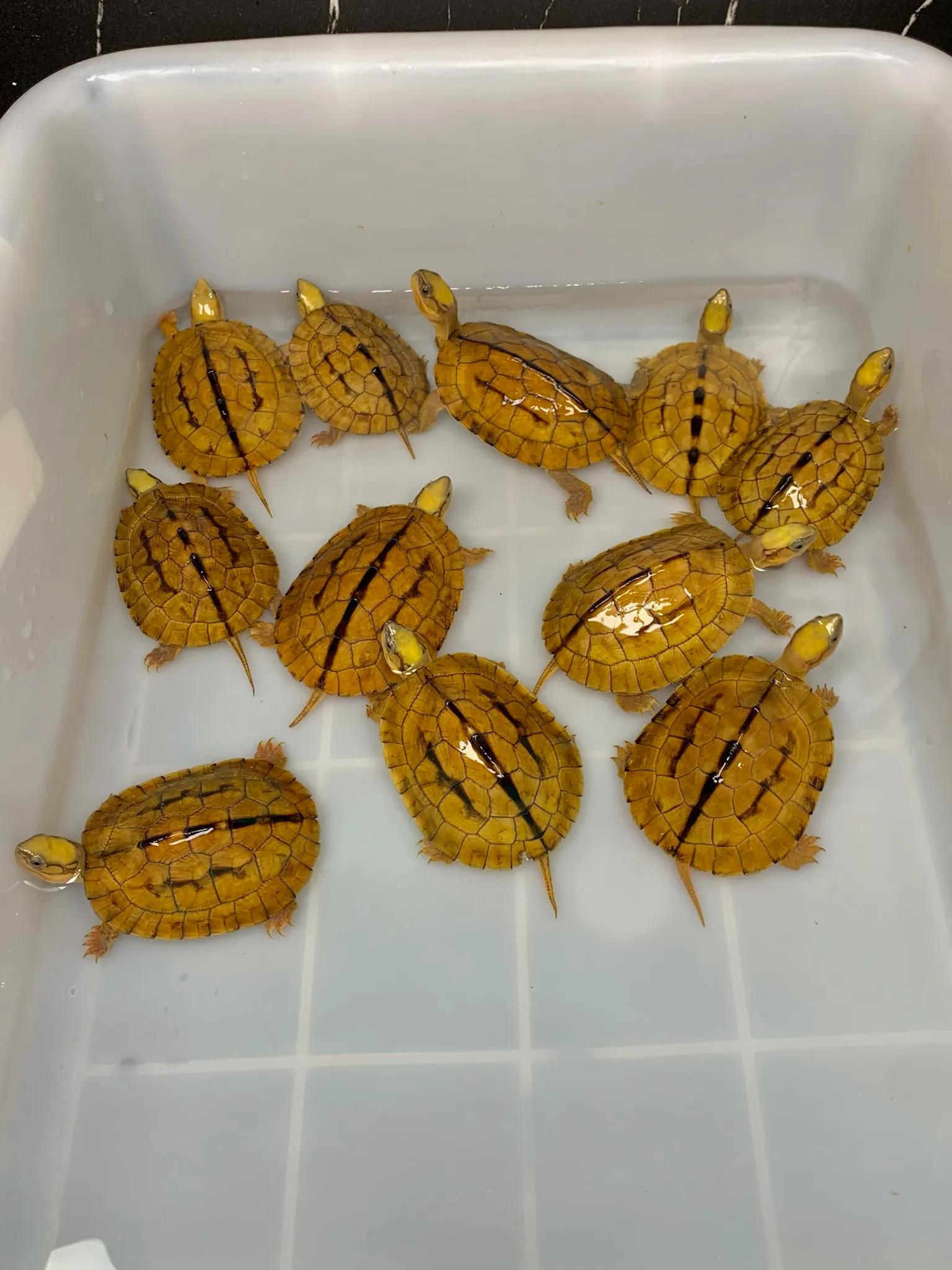 宠物金钱龟的饲养方法大全,李艺金钱龟养殖视频