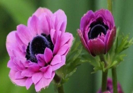 奇花异草是一道道亮丽的风景线,五彩缤纷的春天奇花异草