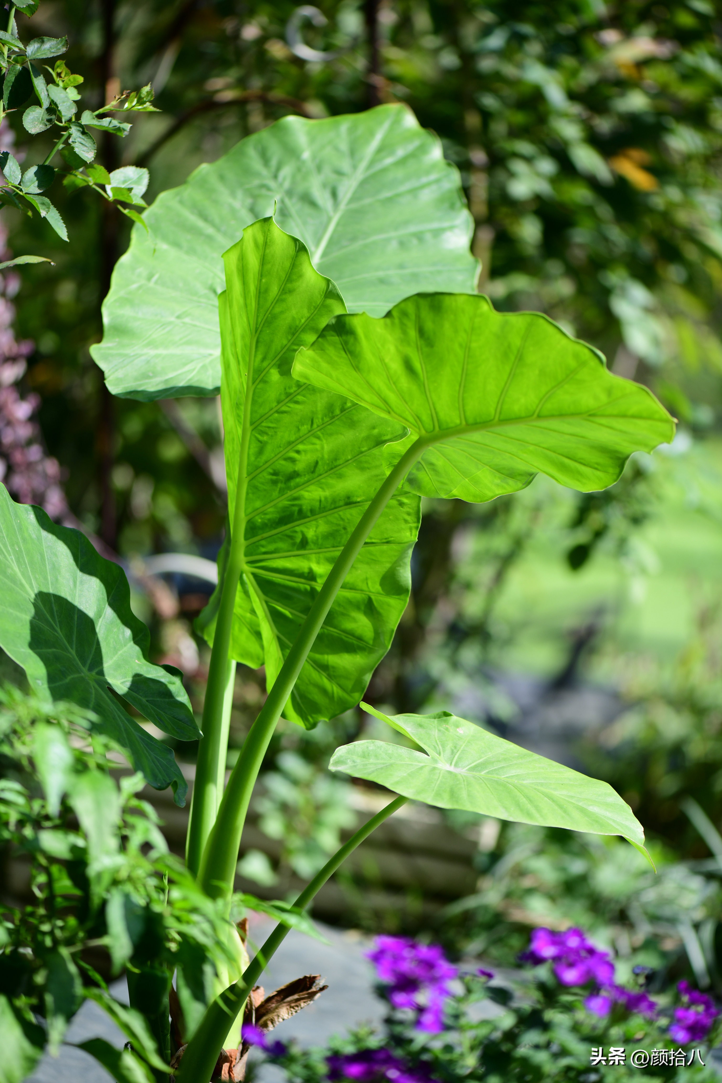 植物冬天屋里冻伤了怎么办,植物冻死了怎么救活