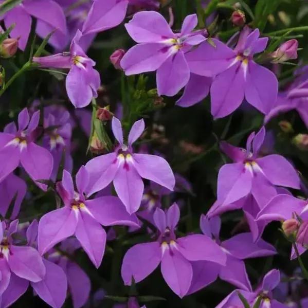 100种迷人的“数字花”,从零到一百万,真是太神奇了