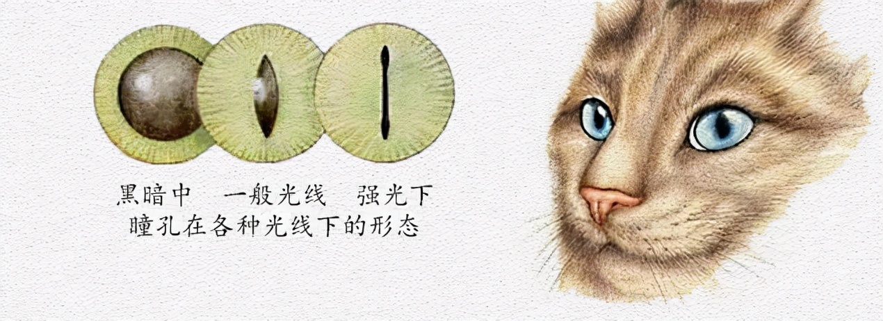 探寻猫咪习性中隐藏的心理,揭秘猫咪的小秘密