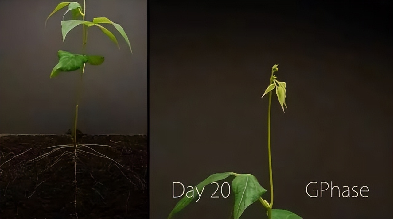 一粒种子发芽生长过程记录50字,用42天记录1粒种子萌芽全过程