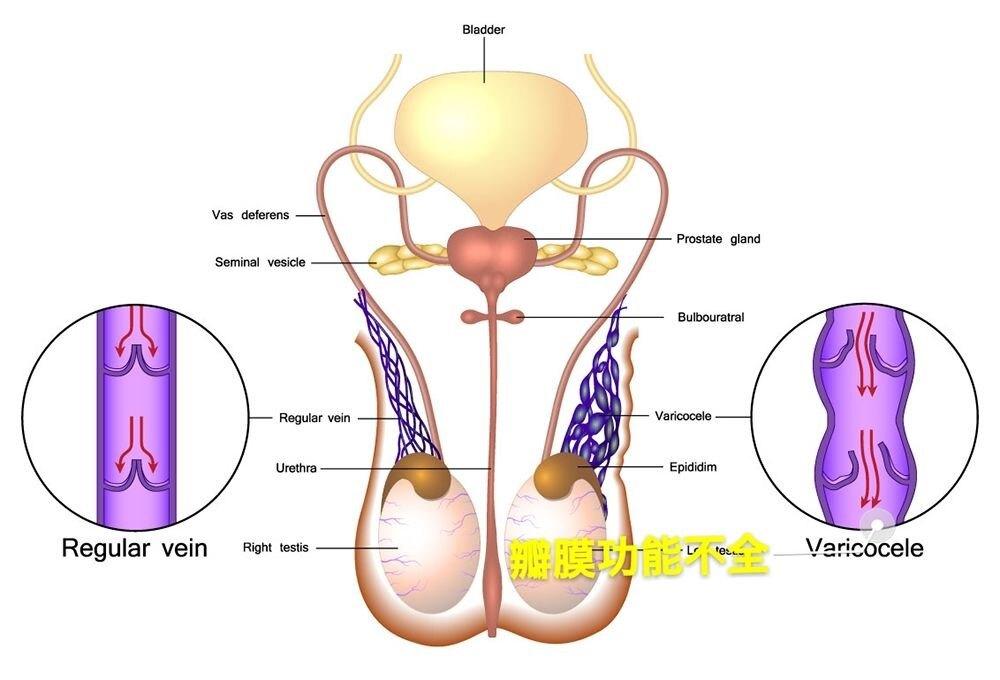 男方备孕二胎的备孕之路