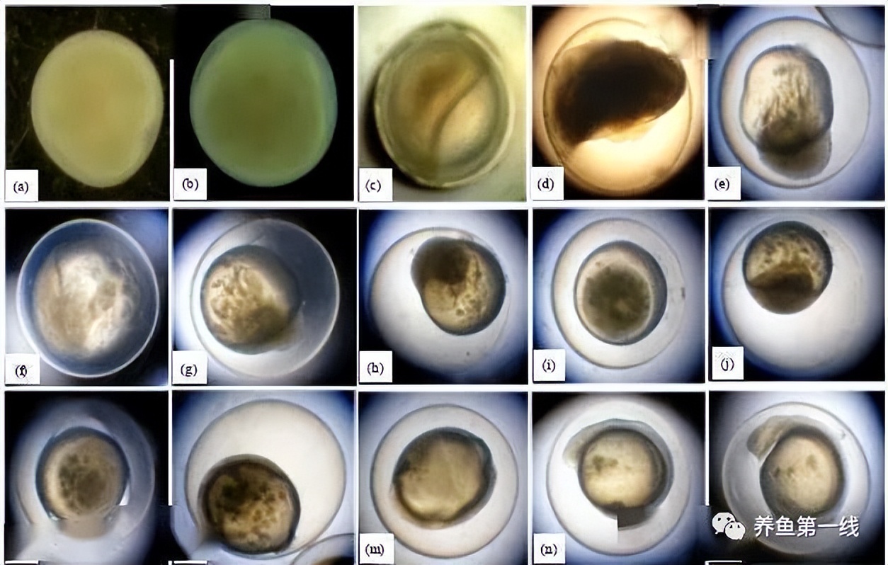 家鱼养殖如何投苗,养殖鱼技术和鱼苗