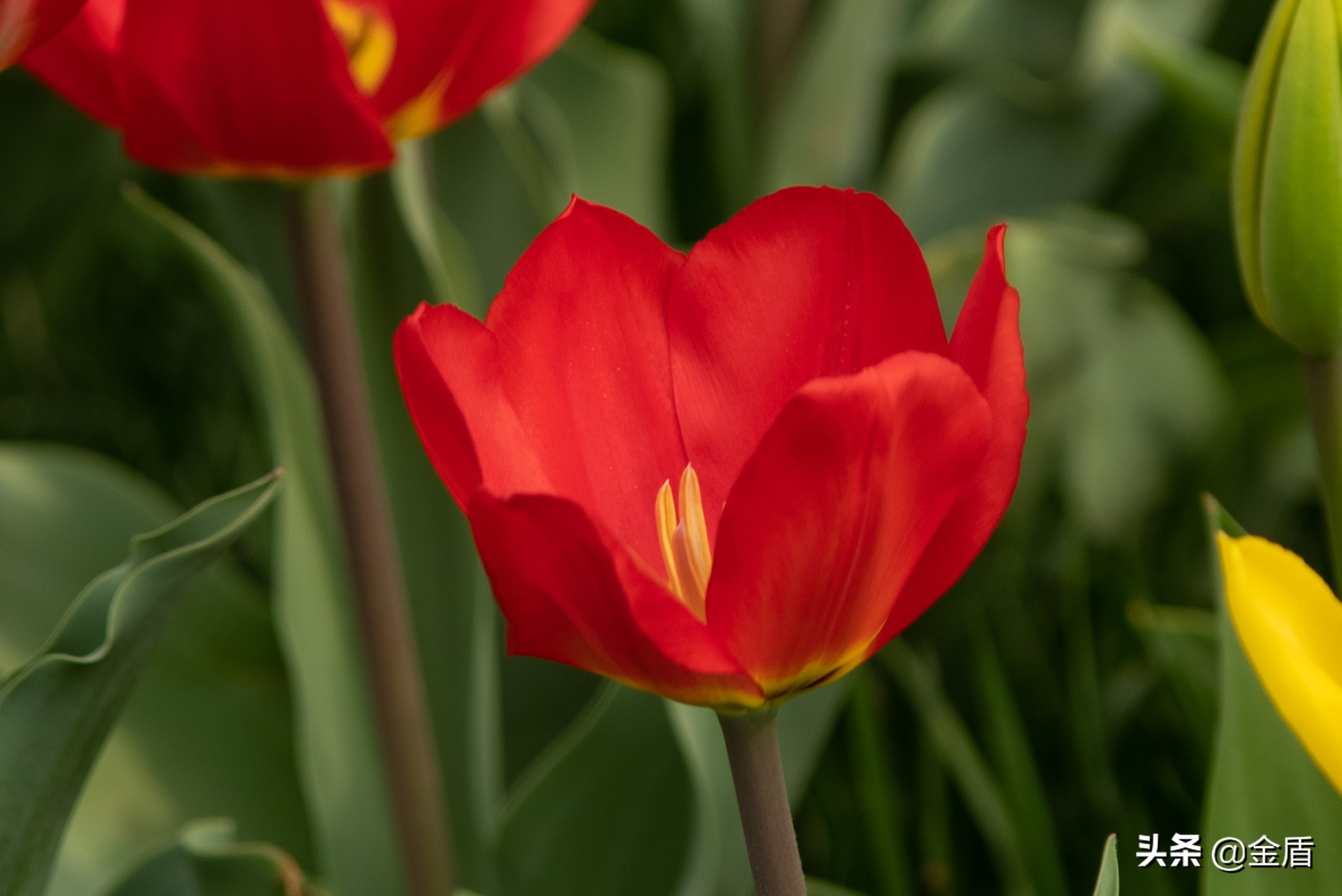 粉红皇后郁金香,花中皇后郁金香全集