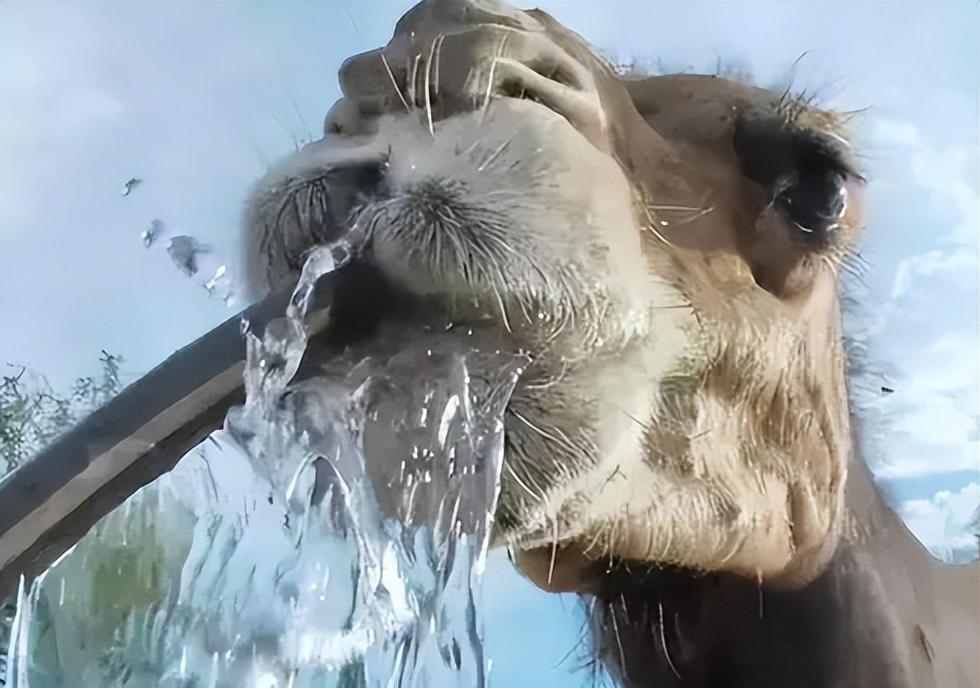 骆驼免疫球蛋白,骆驼的免疫方法