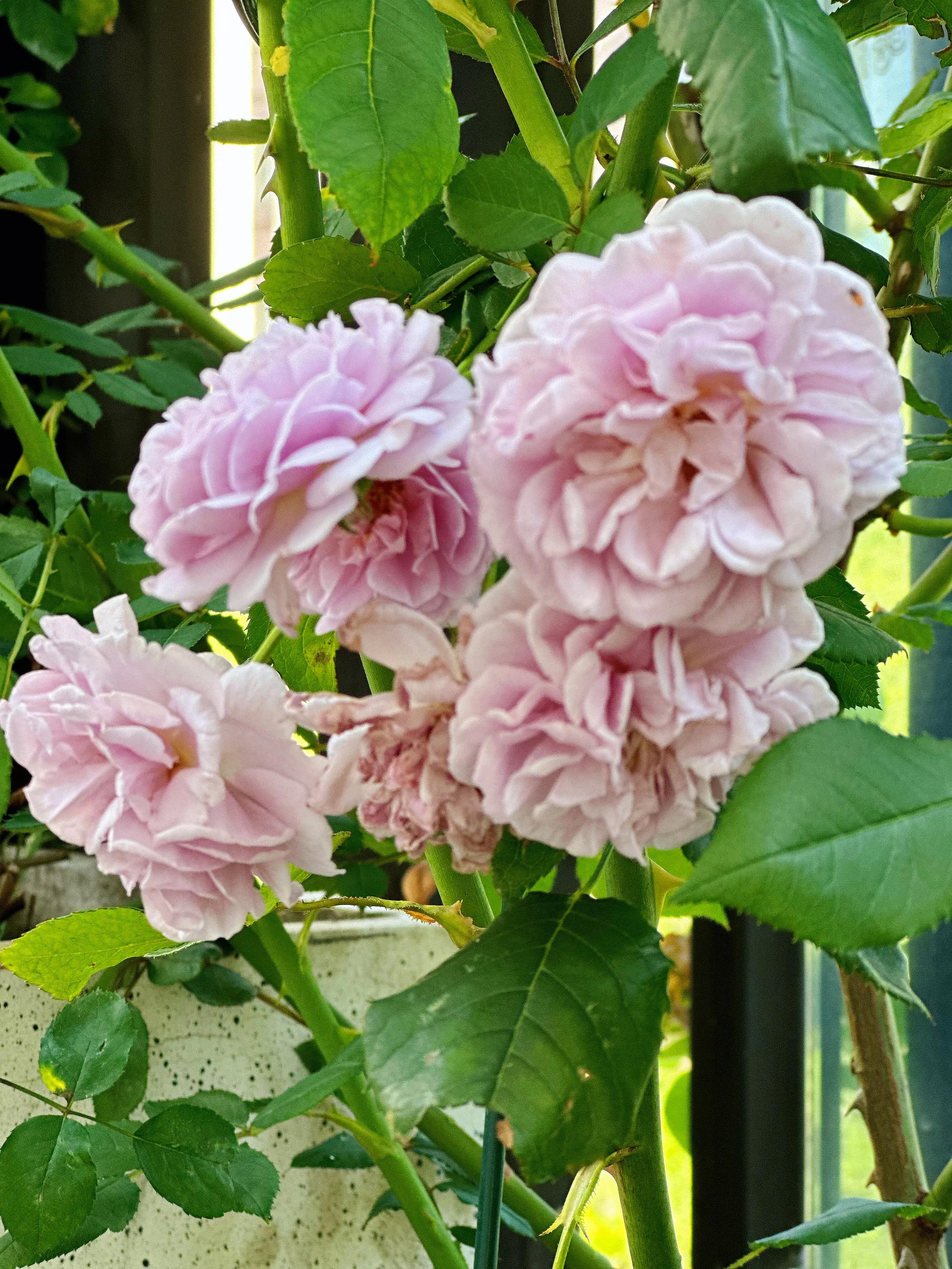 多季节开花的月季有哪些,夏天月季开花不标准