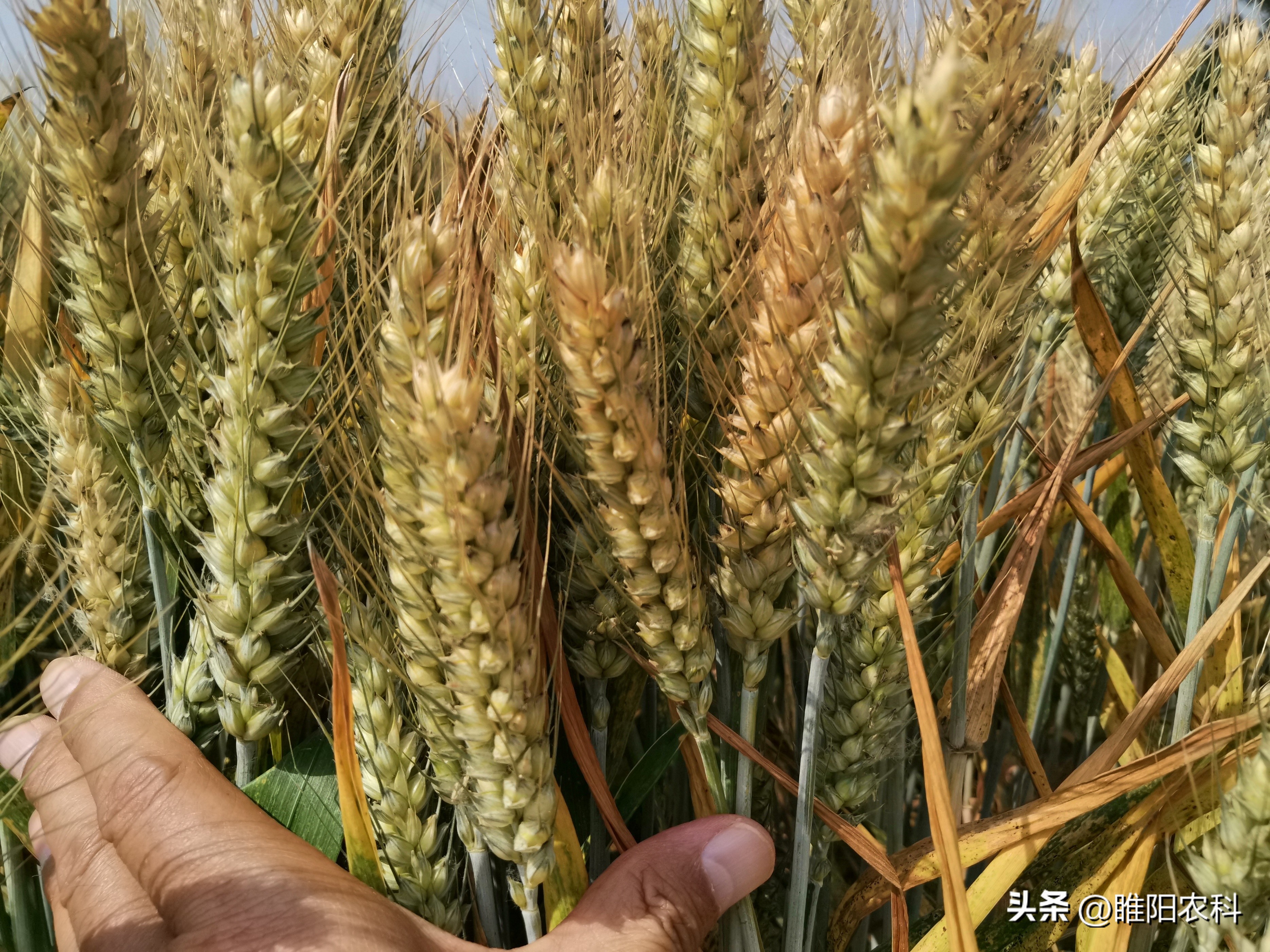 安徽地区种什么品种小麦好,小麦高产品种安徽可种