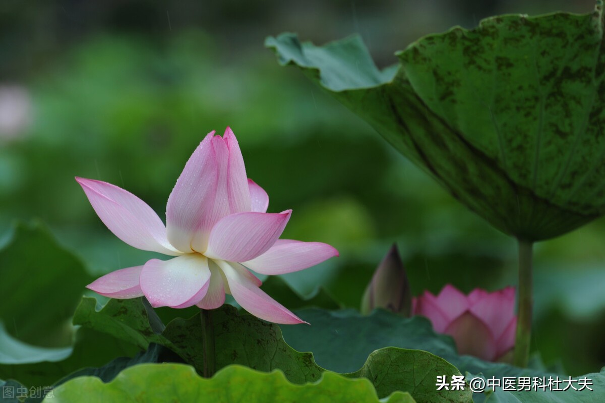 肾虚脾气虚最有效的方法,肾虚不固治则补肾宁心