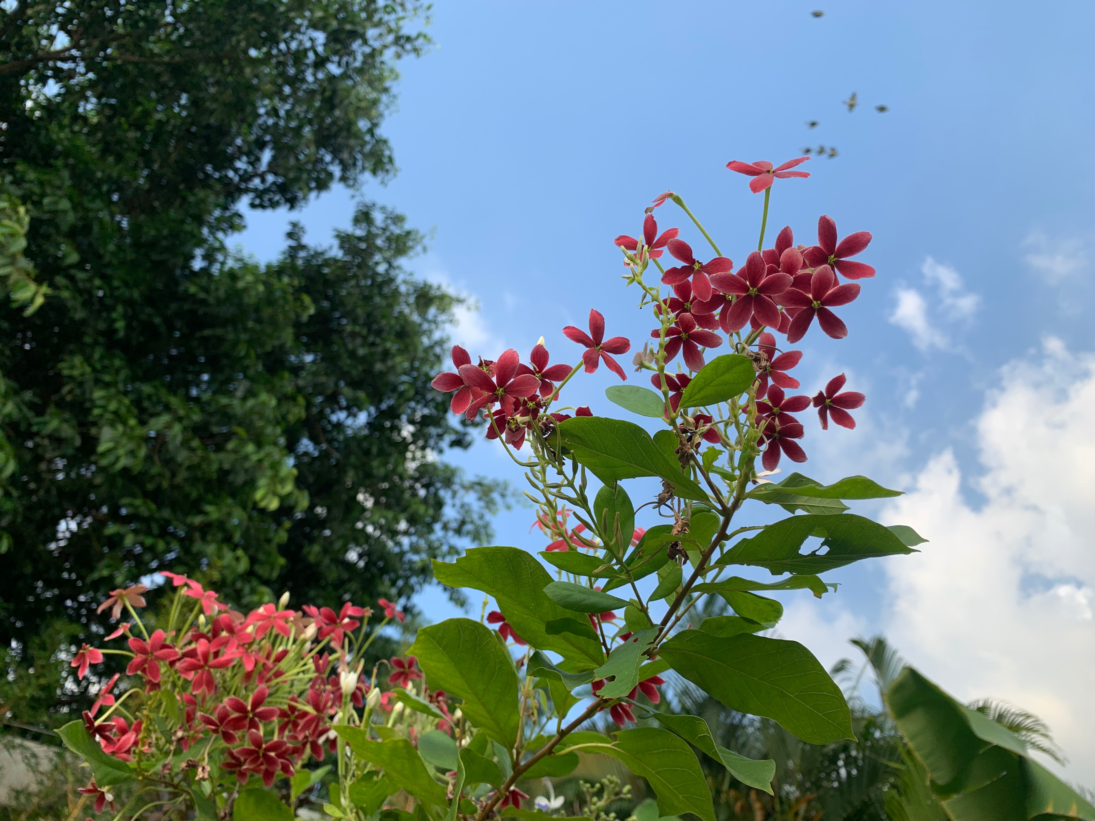 2022海珠湖公园春节游玩,海珠湖湿地公园最佳游玩时间