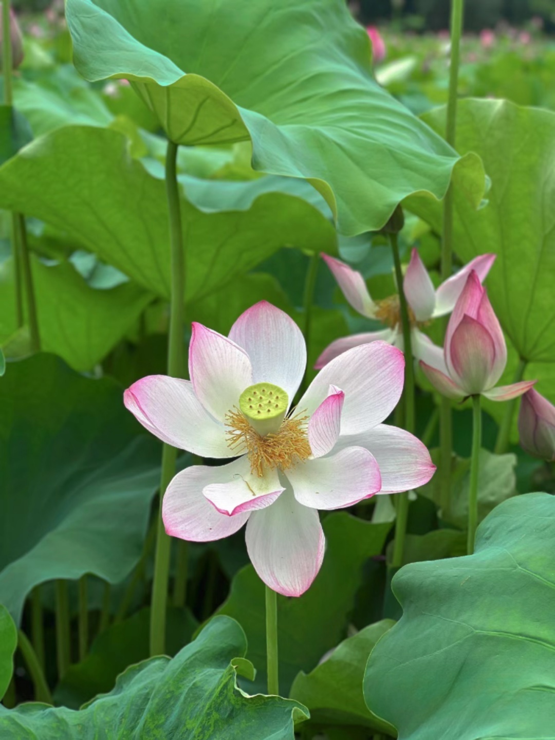 莆田荷花花海,莆田夏天哪里赏荷花