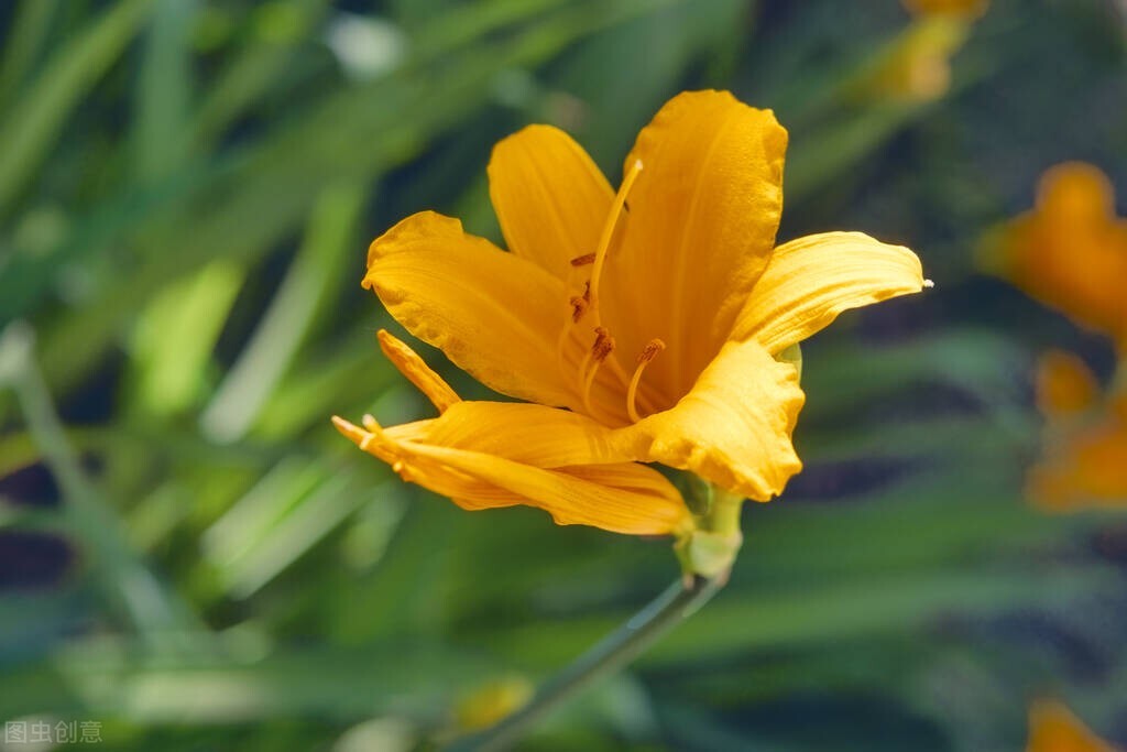 百合花的花语和寓意百年好合,百合花语很独特代表纯洁百年好合