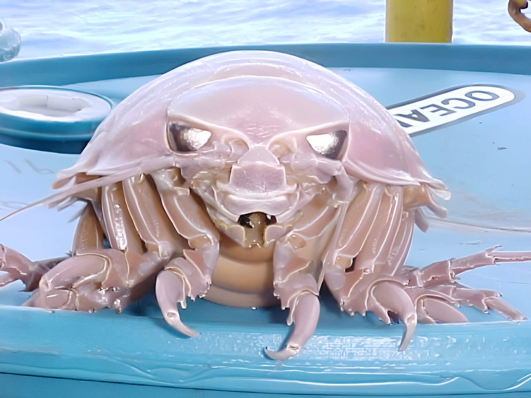 深海巨物捕食鲨鱼看着就害怕,能捕食鲨鱼的深海巨虫