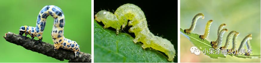 毛毛虫的故事,毛毛虫动画片全集