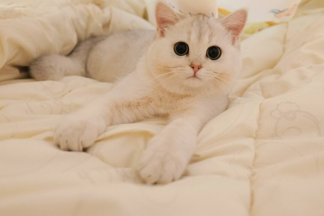 熟人带着去买的四件套感觉被坑了,有没有在淘宝上买四件套被坑的