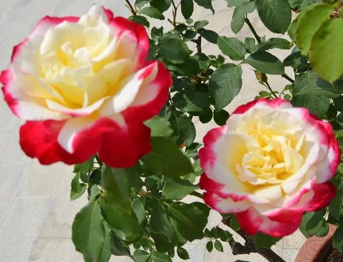 月季美图100张,月季花唯美高清图片大全