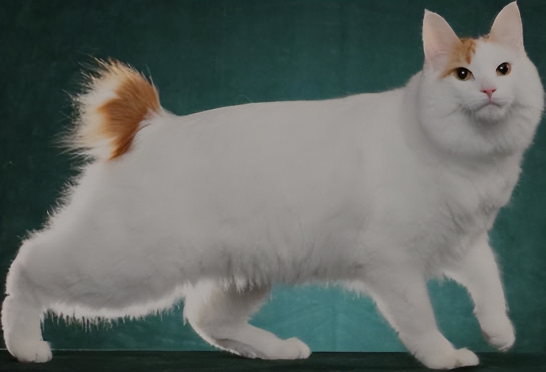 纯种猫咪有哪些颜色,纯种宠物猫有哪些品种